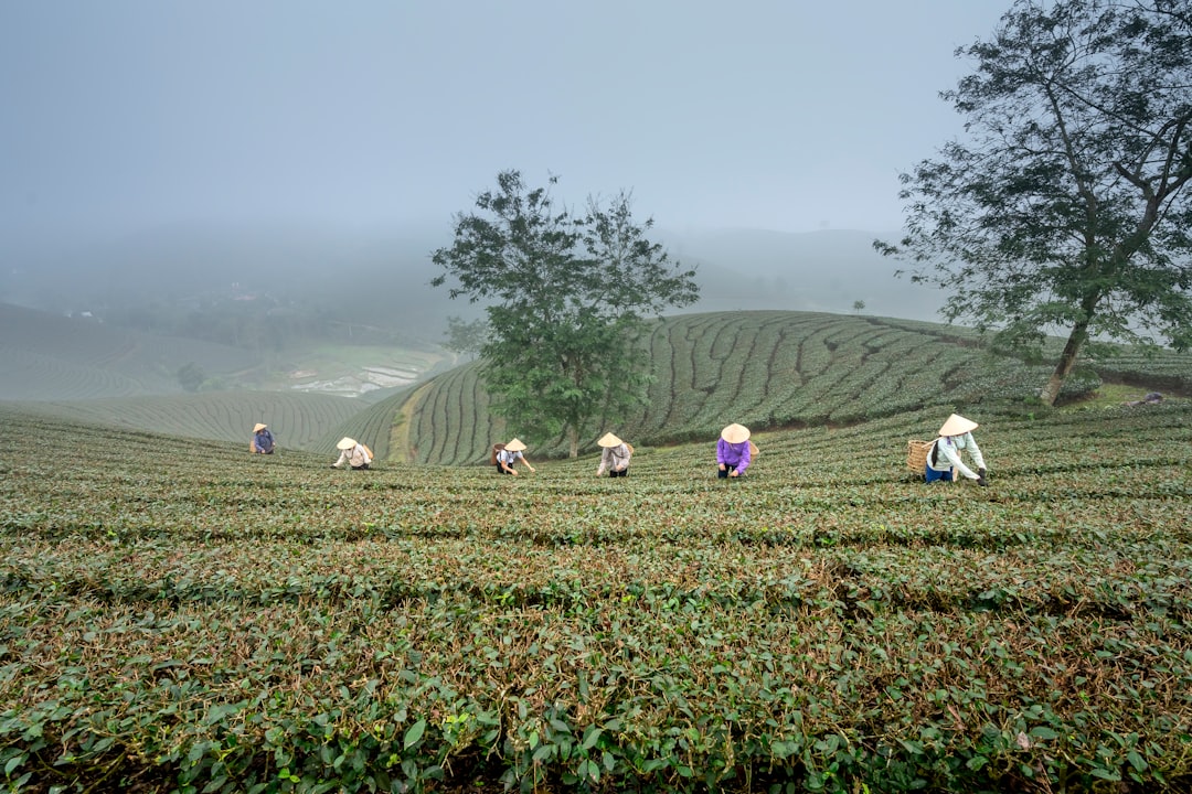 How Tea Is Created in Northeastern India